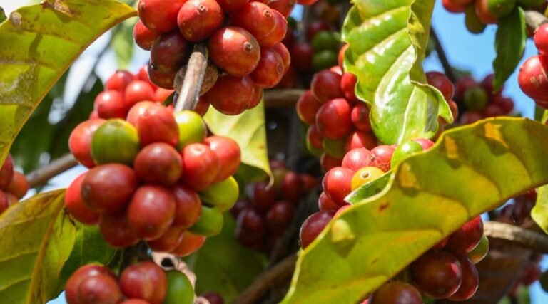 Sebrae e Seagri assinam convênio de parceria para fortalecimento da cadeia produtiva do Café