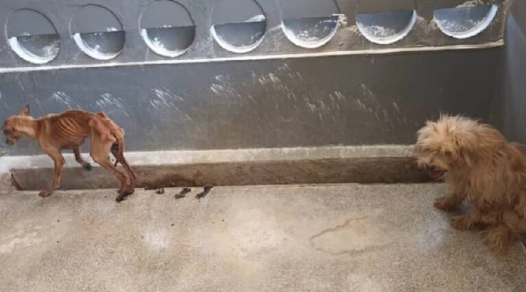 Animais resgatados após denúncia de maus-tratos recebem cuidados com apoio da população em Cruzeiro do Sul
