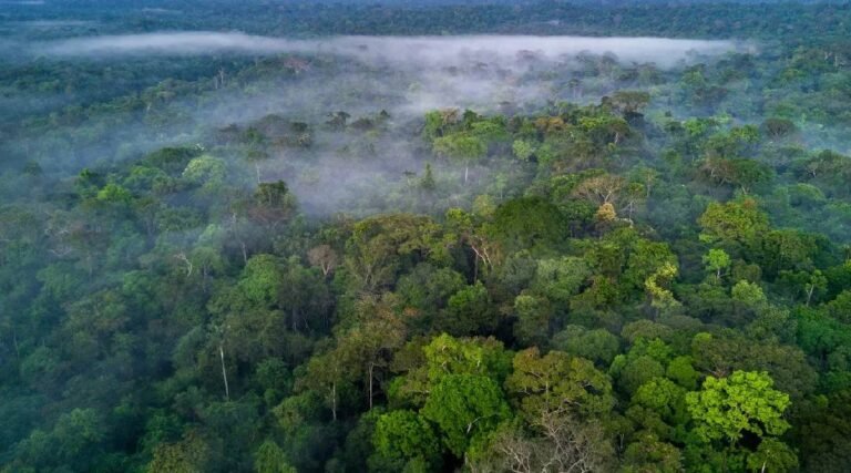 Fundo Amazônia investiu mais de R$ 230 milhões no Acre em projetos ambientais desde 2010