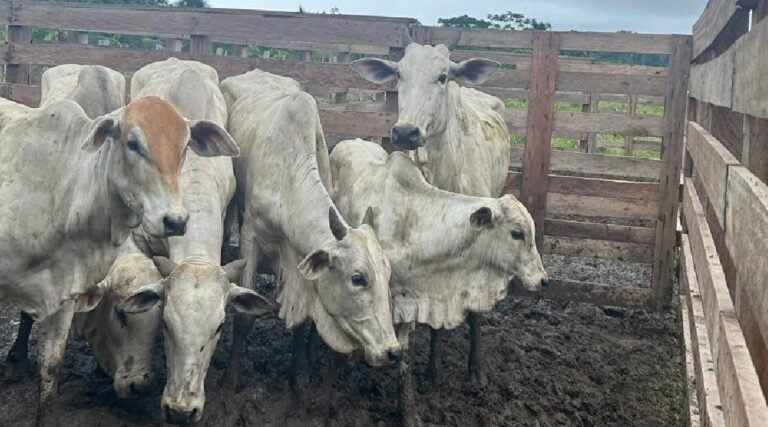 IDAF intensifica campanha de vacinação contra brucelose em Cruzeiro do Sul e alerta para baixa procura
