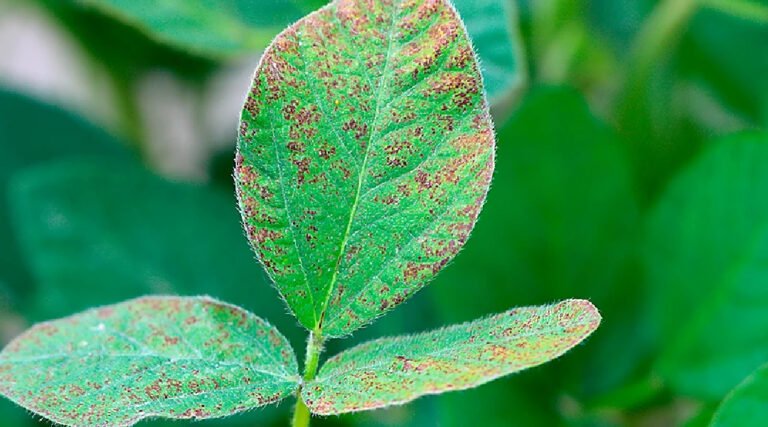 Vazio sanitário da soja começa no Acre e proíbe cultivo por 90 dias para prevenir ferrugem asiática