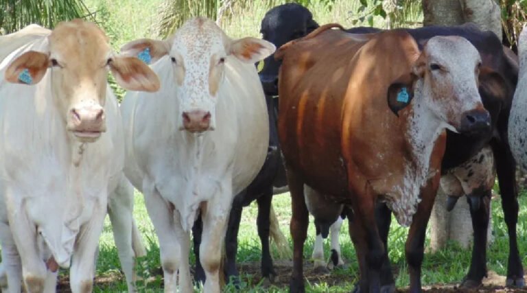 Pecuaristas têm até 30 de junho para vacinar fêmeas bovinas e bubalinas contra a brucelose no Acre