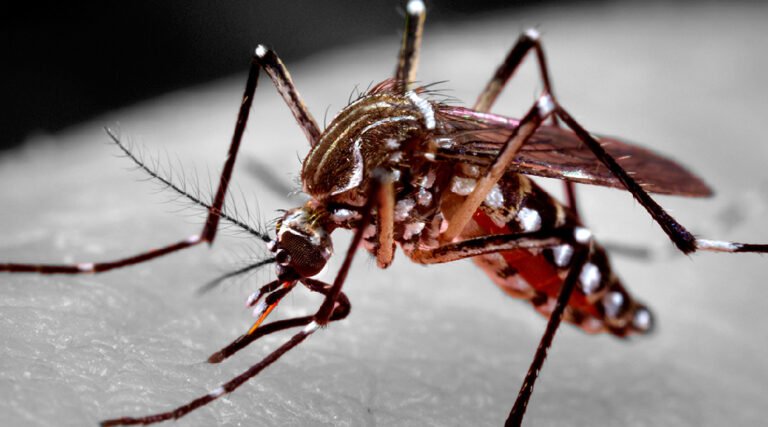 Casos de dengue disparam no Acre em 2025 e Juruá lidera crescimento com aumento de 283%