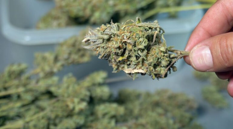 Acre participa de mutirão nacional que revisa processos por porte de maconha e outras prisões penais
