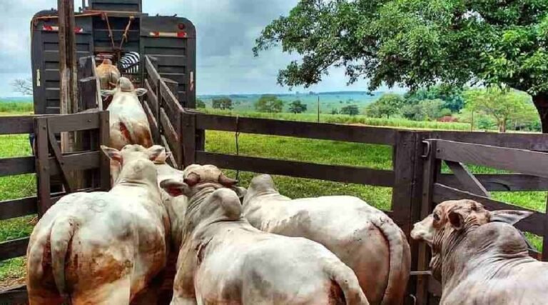 Em cinco meses, saíram mais de 153 mil cabeças de gado do Acre