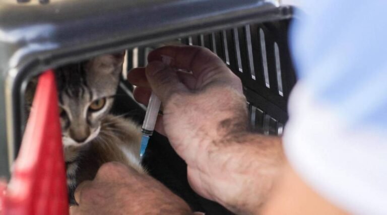 Saúde: Campanha de Vacinação Antirrábica visa imunizar cerca de 12 mil animais em Cruzeiro do Sul