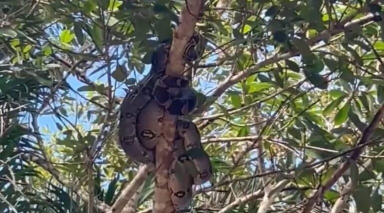 Quatro jibóias em período de acasalamento são resgatadas às margens de rodovia em Cruzeiro do Sul