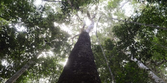 brasil-espera-mobilizacao-do-brics-para-resultados-ambiciosos-na-cop30