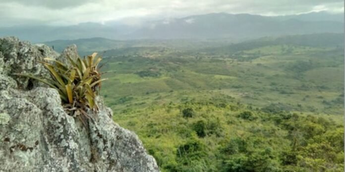 pesquisador-indigena-cataloga-150-plantas-medicinais-de-seu-territorio pesquisador-indigena-cataloga-150-plantas-medicinais-de-seu-territorio