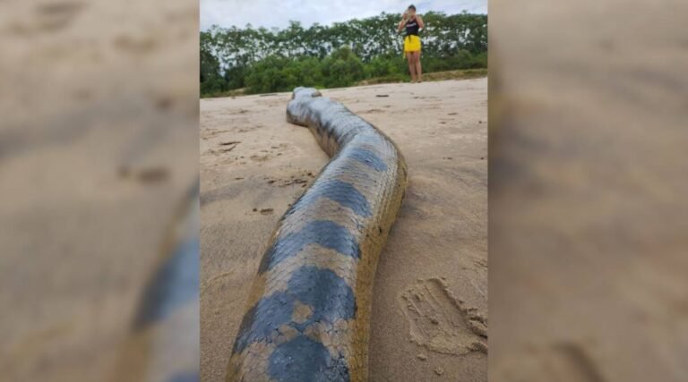 Verdadeira História: pescadores encontram sucuri gigante presa em rede de pesca em Porto Walter