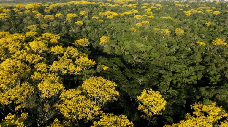 No Acre, ações integradas geram redução de mais de 47% nos focos de queimadas no primeiro semestre de 2025