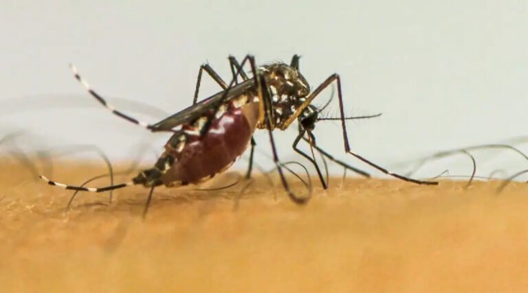Cruzeiro do Sul lidera casos de Chikungunya e Mayaro no Acre em 2025 e acende alerta de saúde pública