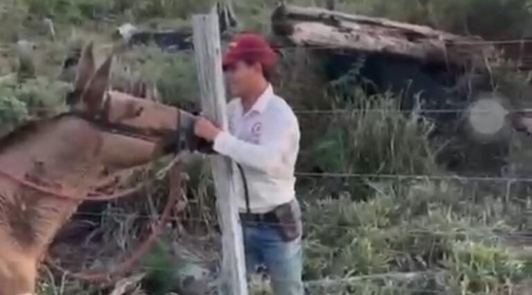 Denúncia de maus-tratos contra cavalo mobiliza fiscalização ambiental e Polícia Civil em Mâncio Lima