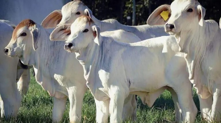 Em apenas seis meses, pecuaristas acreanos já exportaram quase 330 mil bezerros