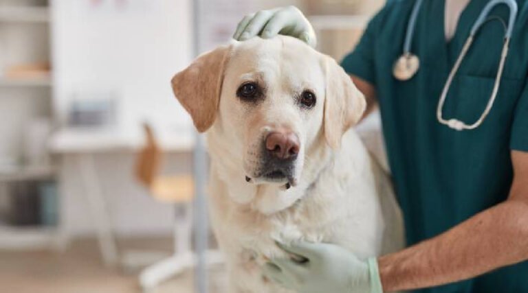 Lei obriga clínicas e hospitais veterinários do Acre a criarem áreas de isolamento para animais com doenças contagiosas