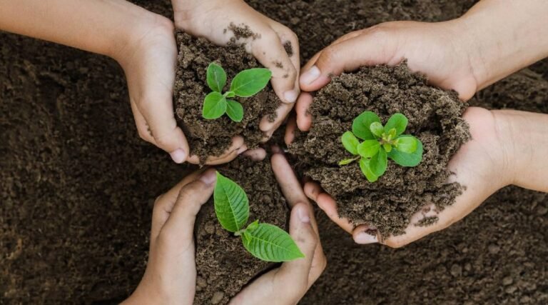 Sustentabilidade: Sicredi Biomas lidera em iniciativas e investe em Energia Solar no Acre e Mato Grosso