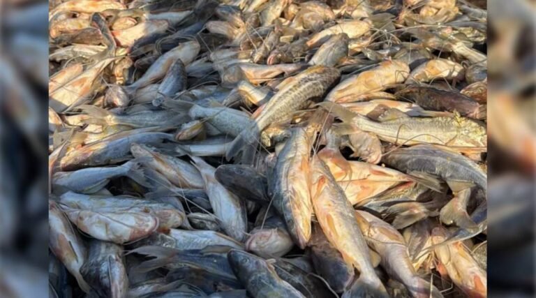 Sena Madureira recebe mais de 1 tonelada de mandi vindo de Cruzeiro do Sul