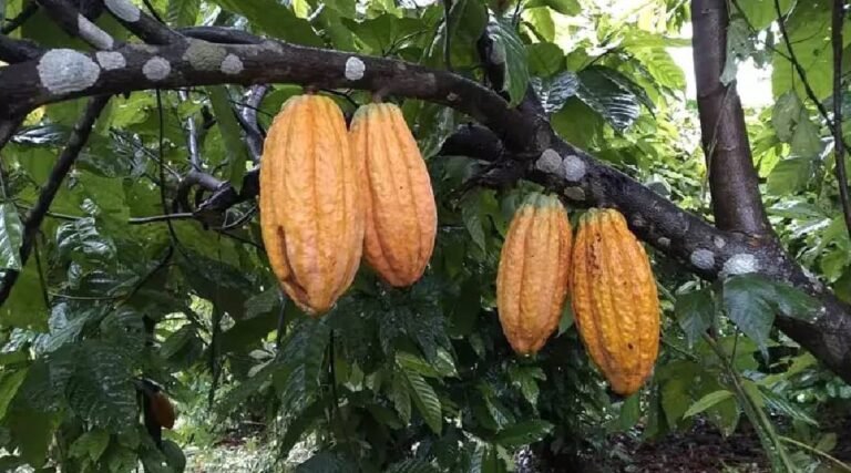 Prorrogada emergência fitossanitária para proteger plantações de cacau do Acre contra fungo