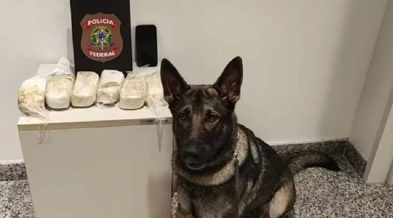 Cadela farejadora ajuda PF a prender acreano com mais de 3 kg de cocaína no Aeroporto de Recife