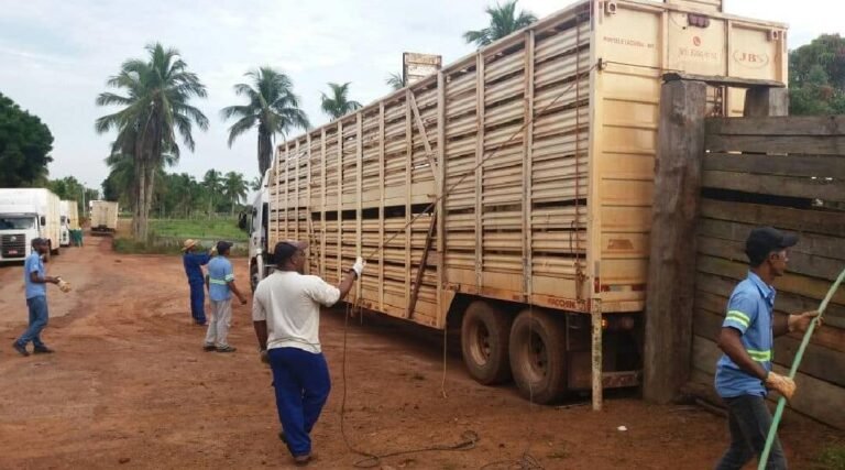 Acre vendeu 330 mil bezerros em seis meses para outros estados
