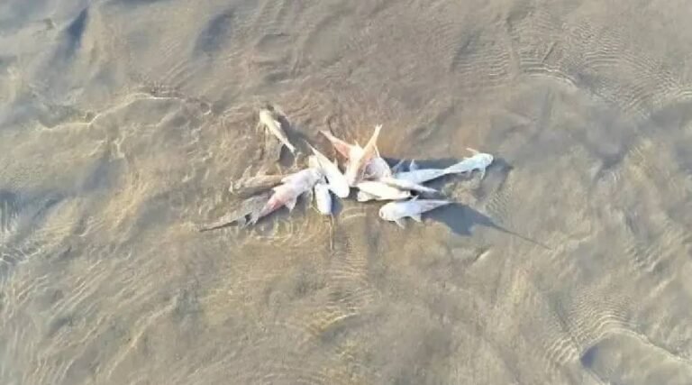 Governo do Acre investiga morte de peixes no Rio Muru após denúncia de moradores