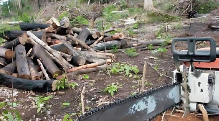 Acre reduz em 16% os alertas de desmatamento no primeiro semestre