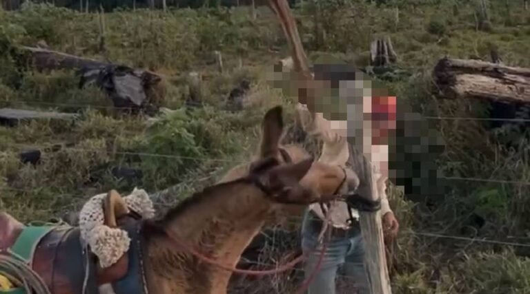 Vídeo mostra homem agredindo cavalo com pedaço de pau