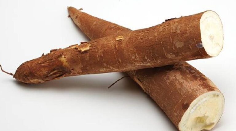 Preço mínimo da macaxeira sobe 12,5% na Região Norte para a safra 2025/2026