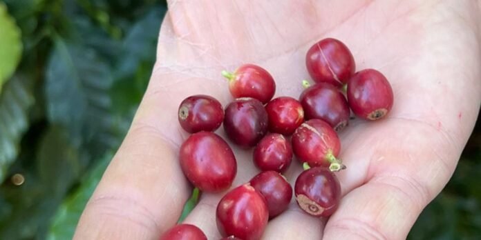 china-habilita-183-empresas-brasileiras-a-exportar-cafe-para-o-pais china-habilita-183-empresas-brasileiras-a-exportar-cafe-para-o-pais