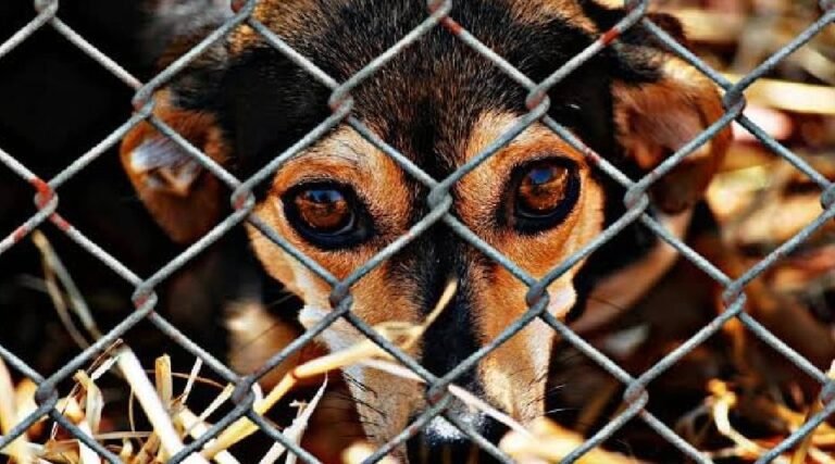 No Acre, homem é condenado por abandonar cães ao viajar; um deles morreu