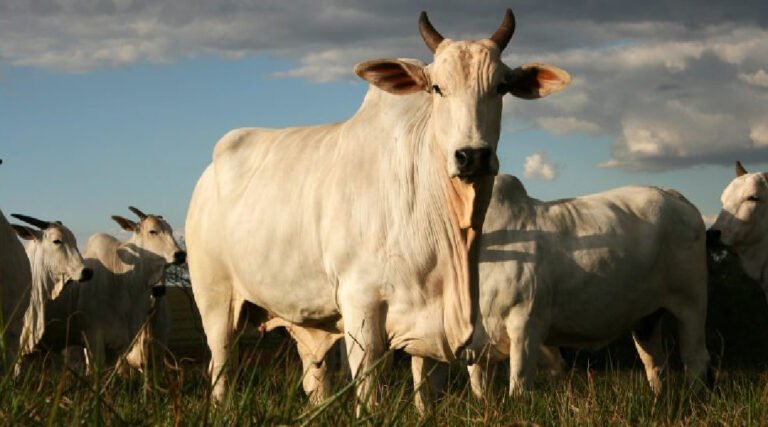 Quatro casos de raiva animal foram registrados no interior do Acre; rebanhos estão entre os animais afetados
