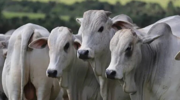 Preço da arroba do boi no Acre registra nova queda e segue abaixo da média nacional
