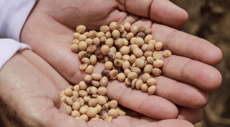Novas regras para controle da ferrugem asiática da soja são definidas no Acre