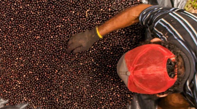 Festival do Açaí 2025 de Feijó impulsiona a economia local