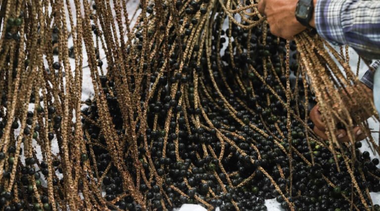 Feijó terá primeira indústria de açaí com Indicação Geográfica da fruta no Brasil