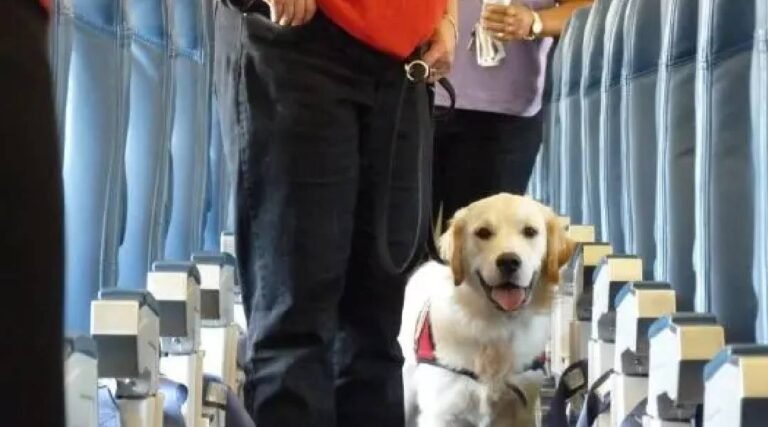 Passageira do Acre impedida de embarcar com cão de apoio emocional será indenizada em R$ 5 mil