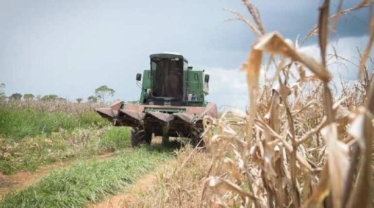 Governo Federal define calendário e áreas indicadas para o plantio do milho 2ª safra no Acre