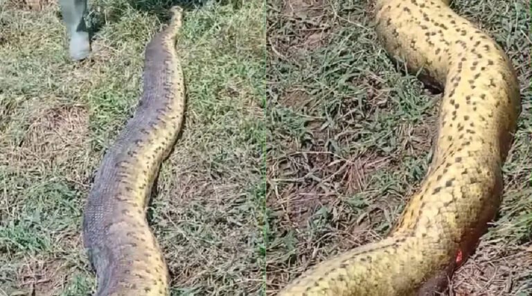 Moradores abatem sucuri gigante que devorava bezerros no interior do Acre