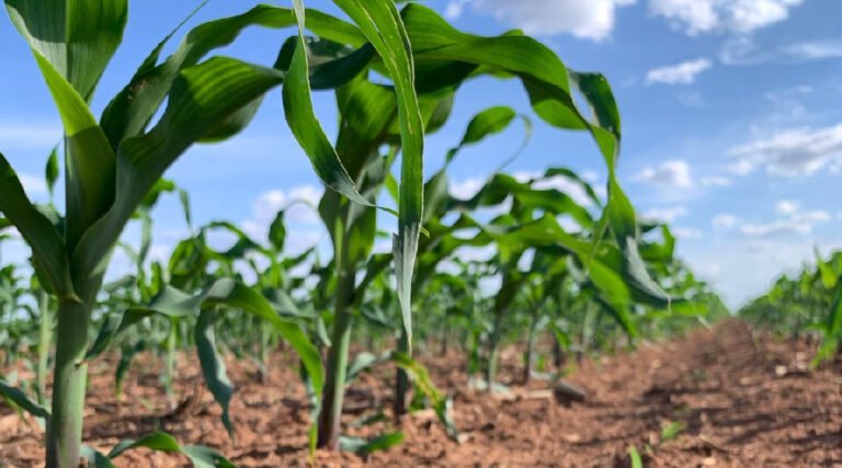 Mapa define zoneamento agrícola para milho consorciado com braquiária no Acre
