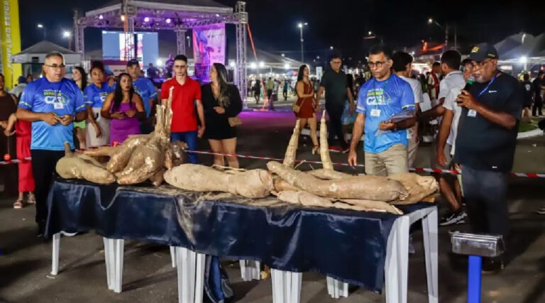 Durante Festival da Farinha agricultor é premiado por cultivar maior mandioca; veja