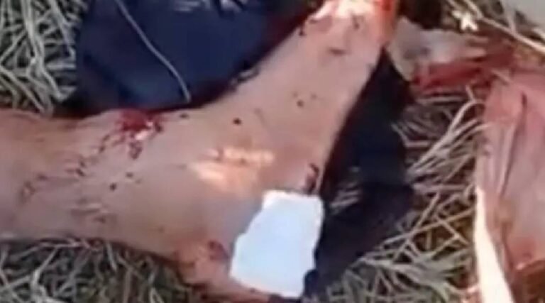 Homem é atacado por jacaré durante pescaria em Sena Madureira