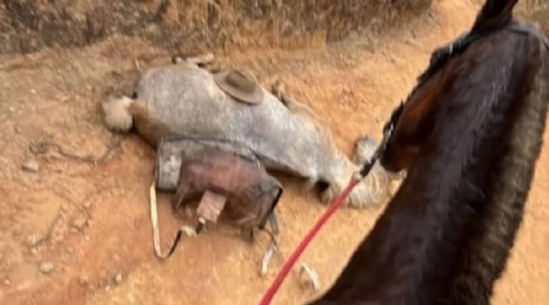 Caso de cavalo mutilado em SP gera revolta nacional e mobiliza ativistas no Acre: “Crueldade”