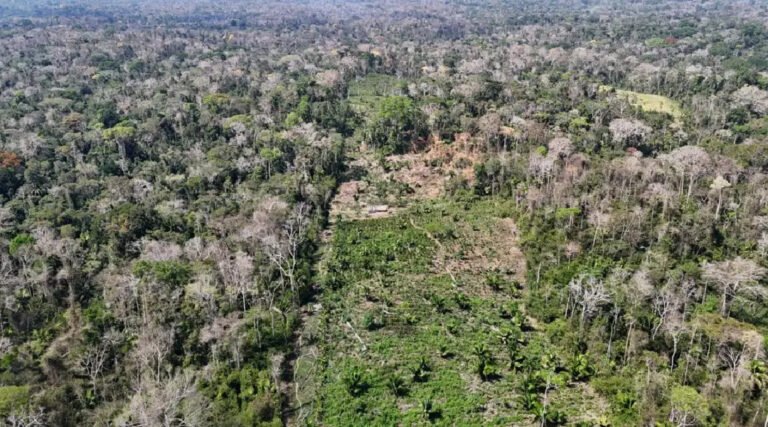 TCE do Acre inicia projeto com inteligência artificial para prever desmatamento