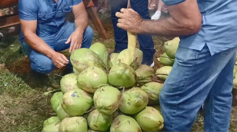 Festival do Coco premia maior cacho e coco com mais água em Mâncio Lima