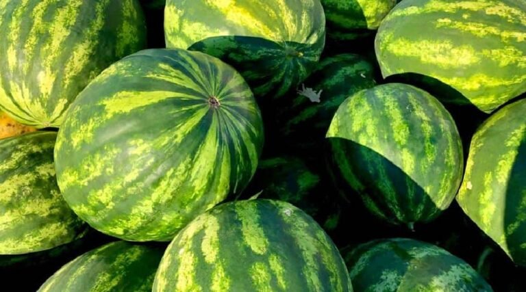 Safra de melancia começa com desafios e possibilidade de falta no Juruá