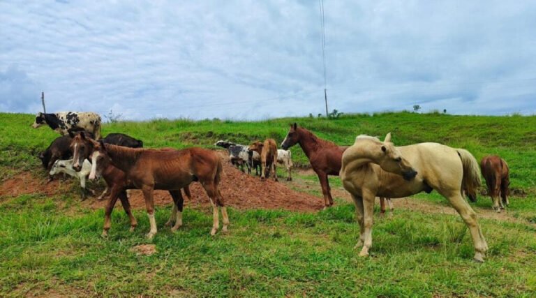 Produtores rurais do Acre devem fazer Declaração Anual de Rebanho entre 1º de outubro e 30 de novembro