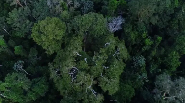 Programa destina R$ 26,9 milhões para restauração ambiental no Acre, Rondônia e Amazonas