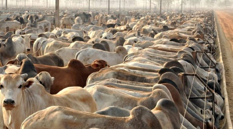 Acre alcança 5,1 milhões de cabeças de gado e registra aumento histórico no abate de bovinos