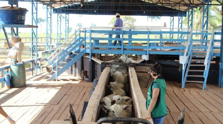 Pecuária do Acre cresce 20% e movimenta R$ 181 milhões