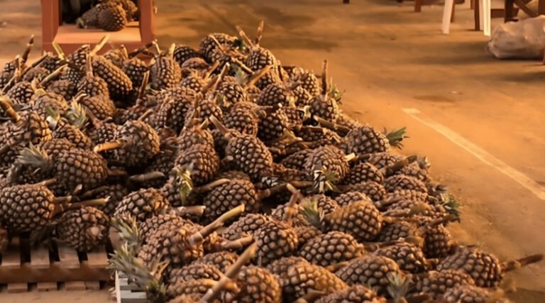 Fapac abre inscrições para bolsas voltadas à produção sustentável de mandioca e abacaxi no Acre